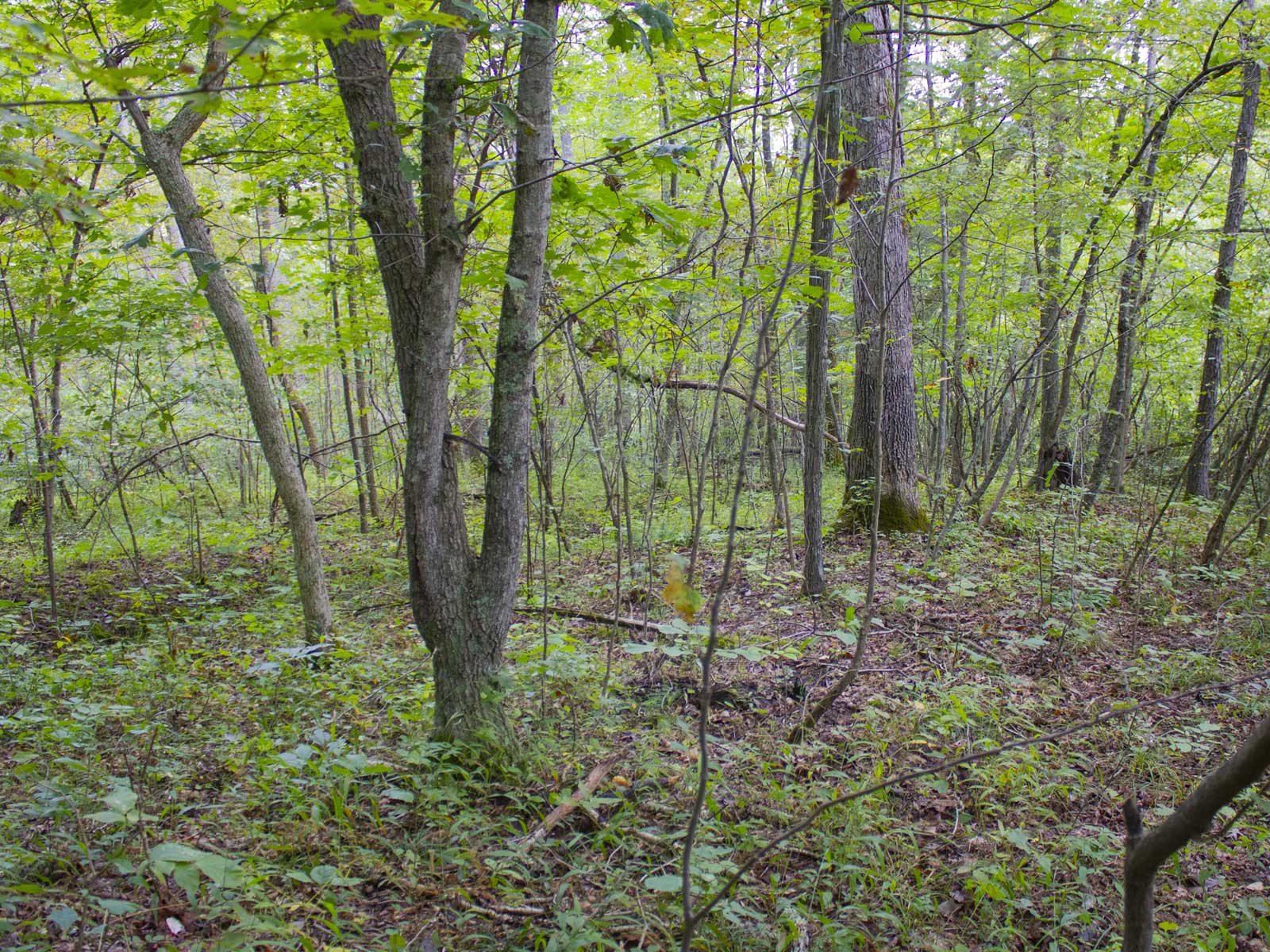 Secluded 5.0 acres in Adams County, OH - No Zoning Restrictions ...