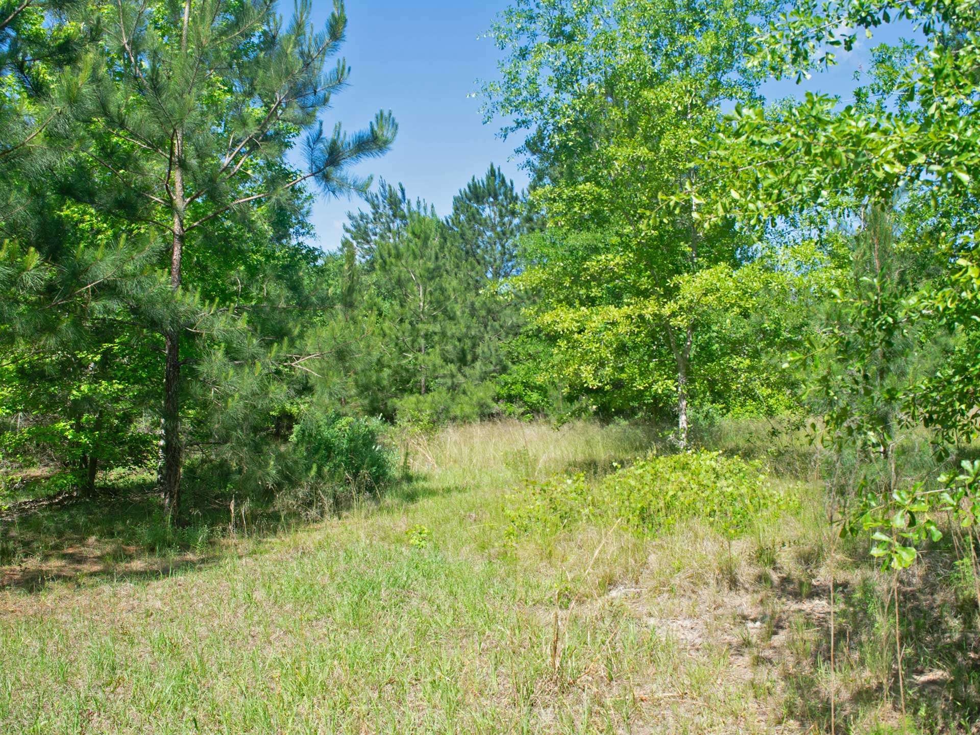 13 Acres Of Wooded Privacy - 40 Mins From Vidalia - Tierra Land Company