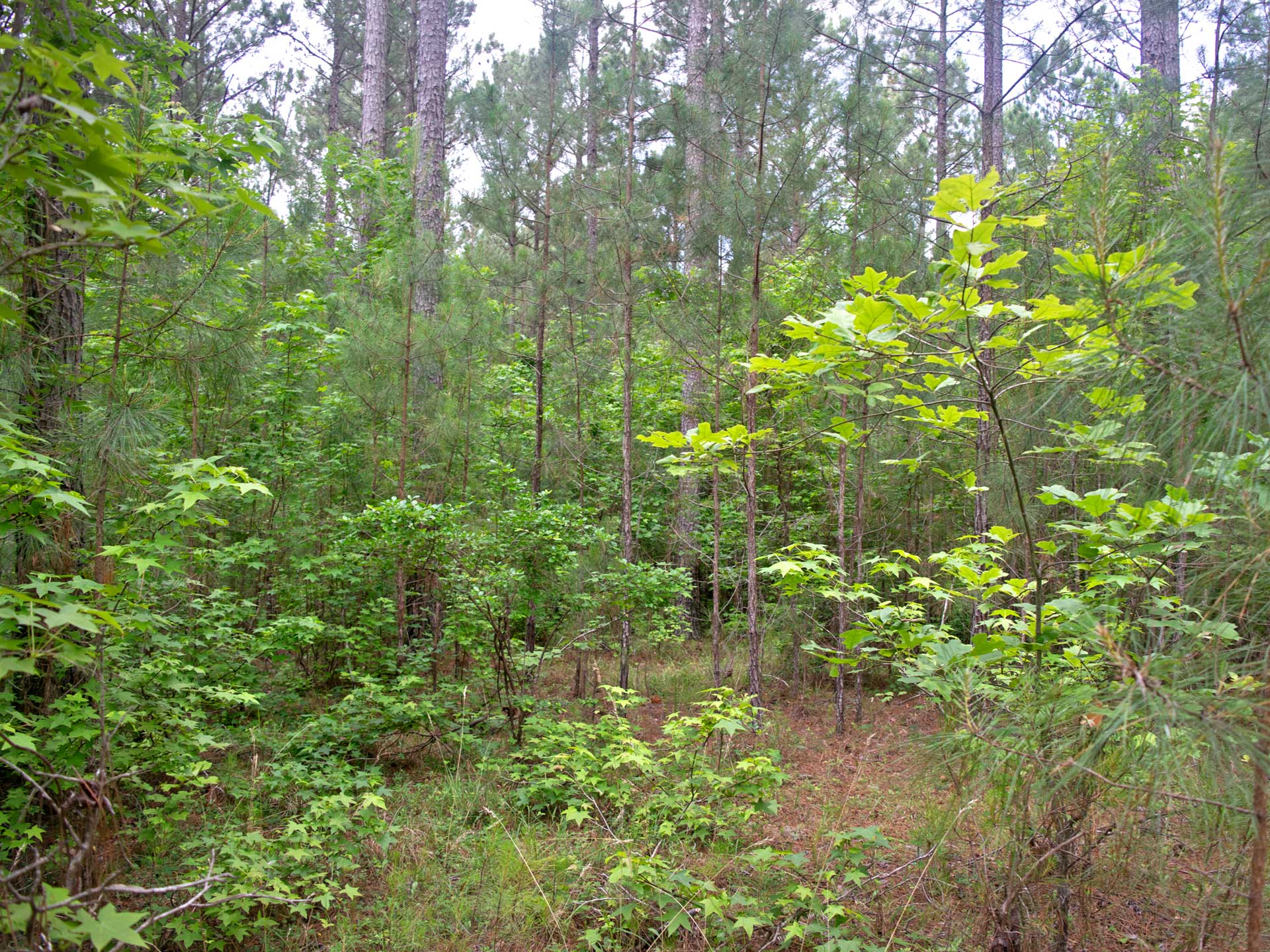 3 Acres In Subdivision on Lake Thurmond 1 Hour From Augusta