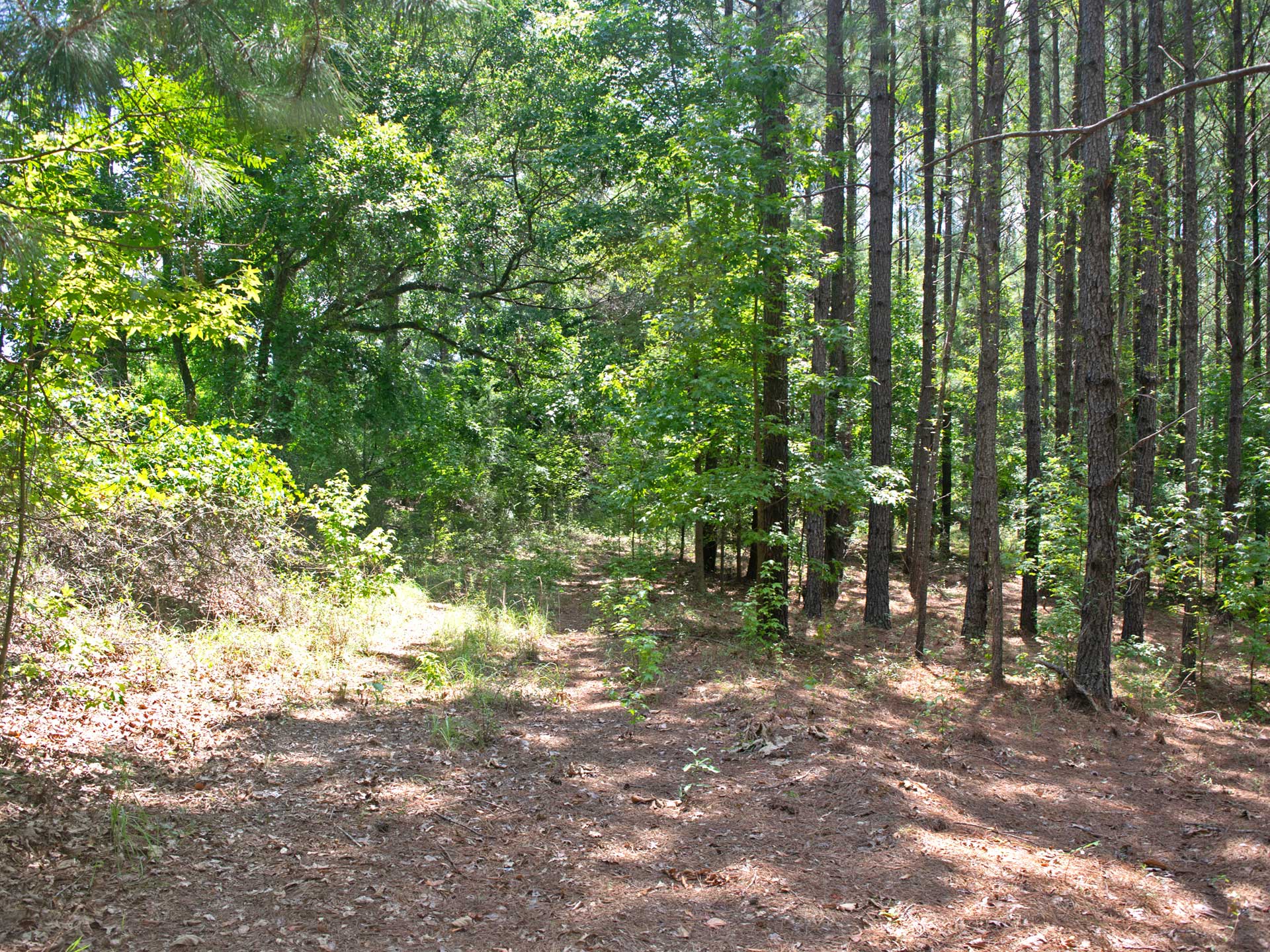 43 Acres Of Hunting Perfection - 1 Hour From Savannah - Tierra Land Company